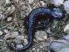 Salamandre