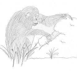 Chimpanz