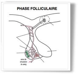 Regulation Hormones vierge