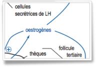 Hormones Corrigé